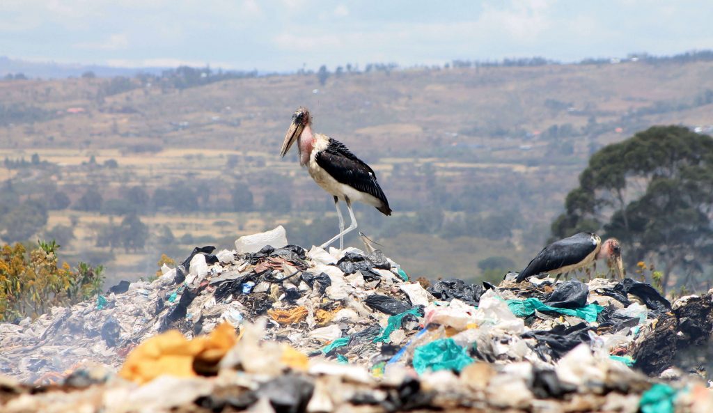 Marabou stock standing on a heap of trash at Gioto Dumpsite in Nakuru
